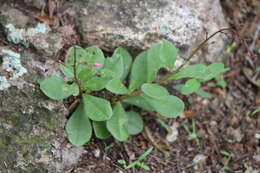 Image of limewater brookweed