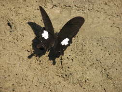 Image of Papilio nephelus Boisduval 1836