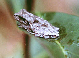 Image of Pine Woods Treefrog