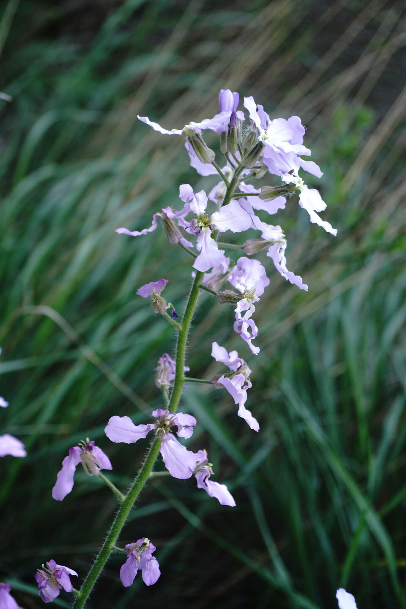 Слика од Hesperis steveniana DC.