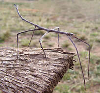 Image of Phasmatinae