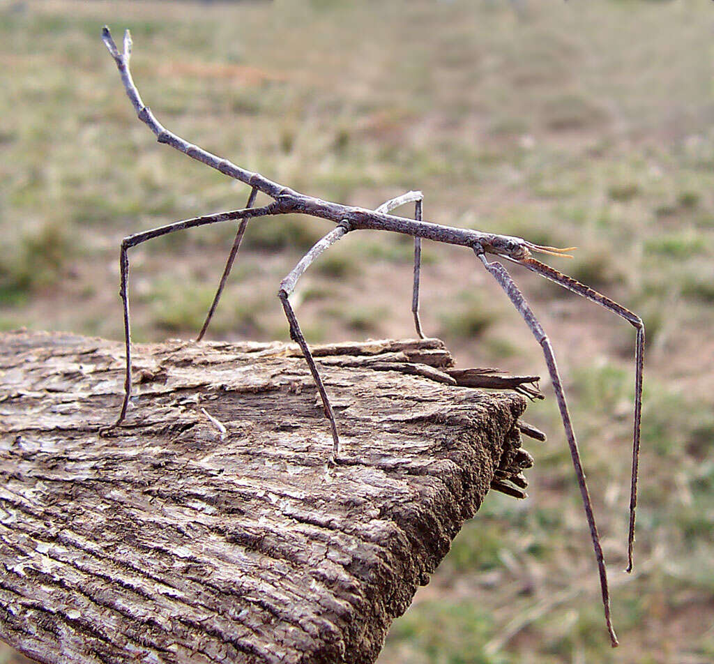 Image of Phasmatinae