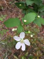 Слика од Rubus pensilvanicus Poir.