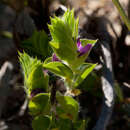 Imagem de Psoralea imbricata (L. fil.) T. M. Salter