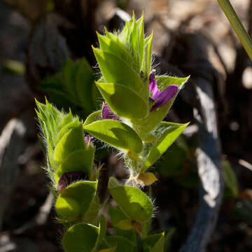 Imagem de Psoralea imbricata (L. fil.) T. M. Salter