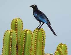 Image of Rueppell's Glossy-Starling