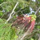 Sivun Calliandra houstoniana var. calothyrsus (Meissner) Barneby kuva