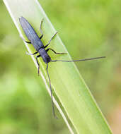 Image of Theophilea subcylindricollis Hladil 1988