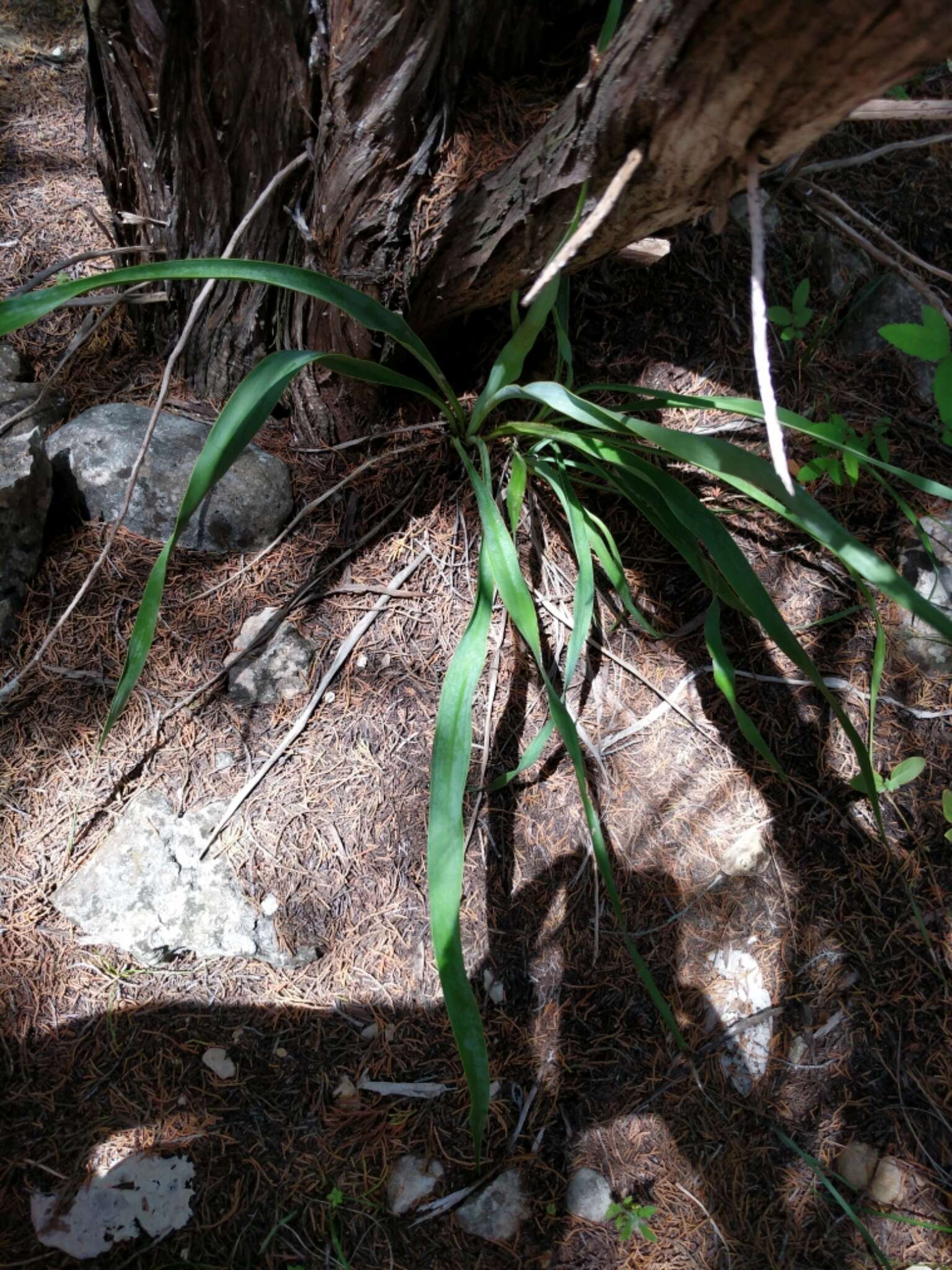 Image of Texas yucca