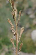 Image de Oxytropis ochroleuca Bunge