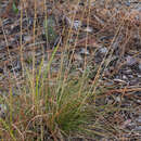 Image of pineywoods dropseed