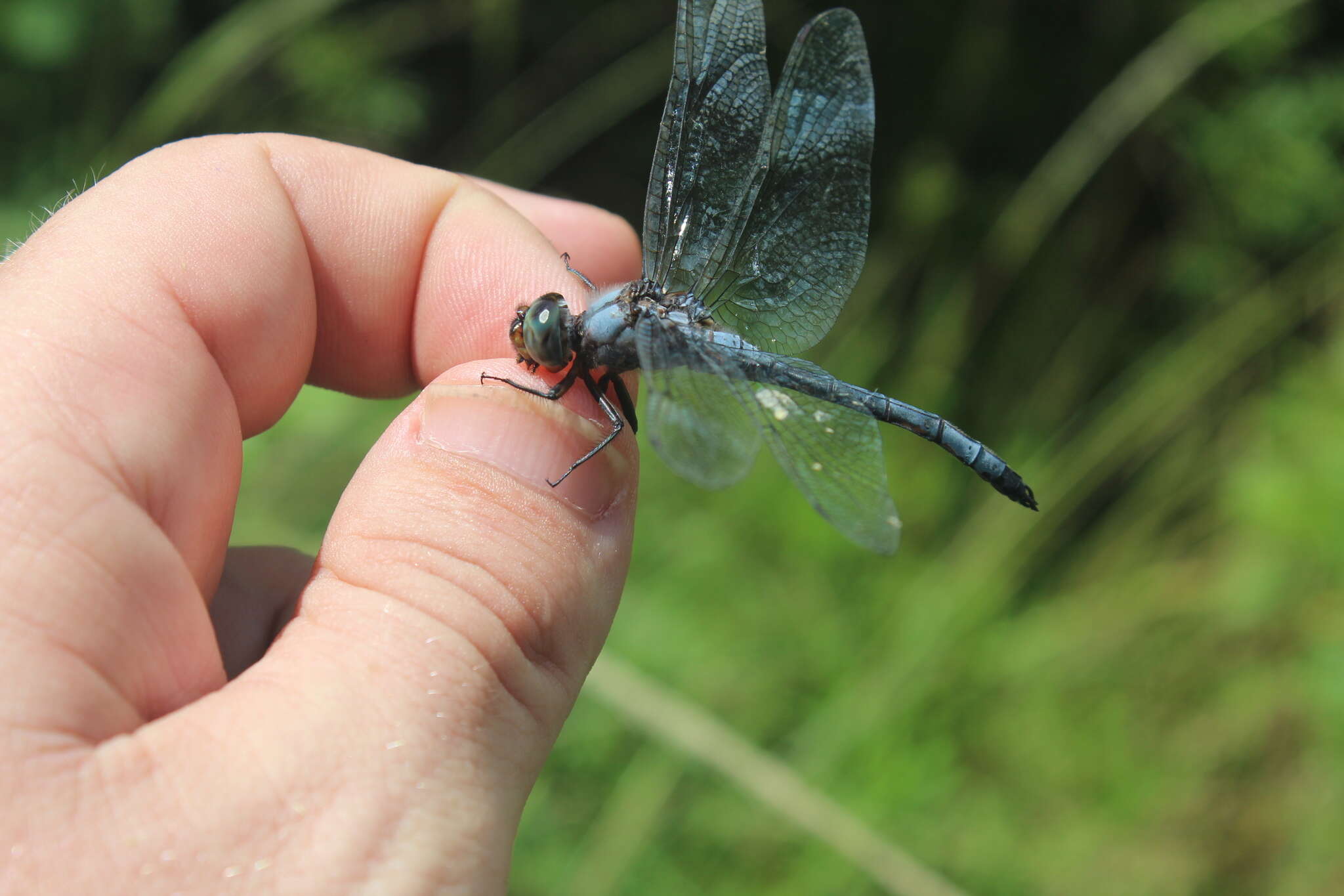 Image of Blue Cascader