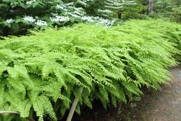 Image of Northern maidenhair fern