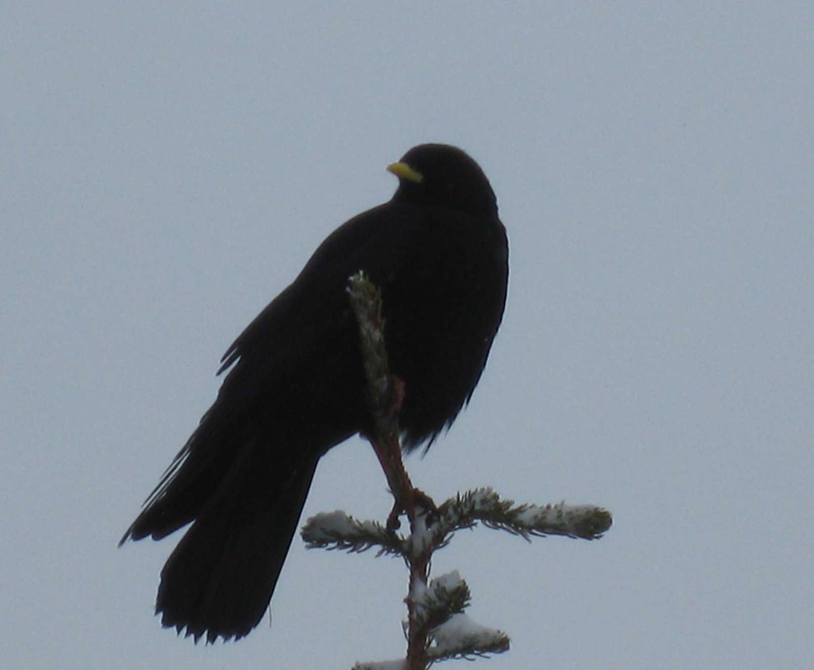 Image of Alpine Chough