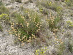 Image of Astragalus alopecuroides L.