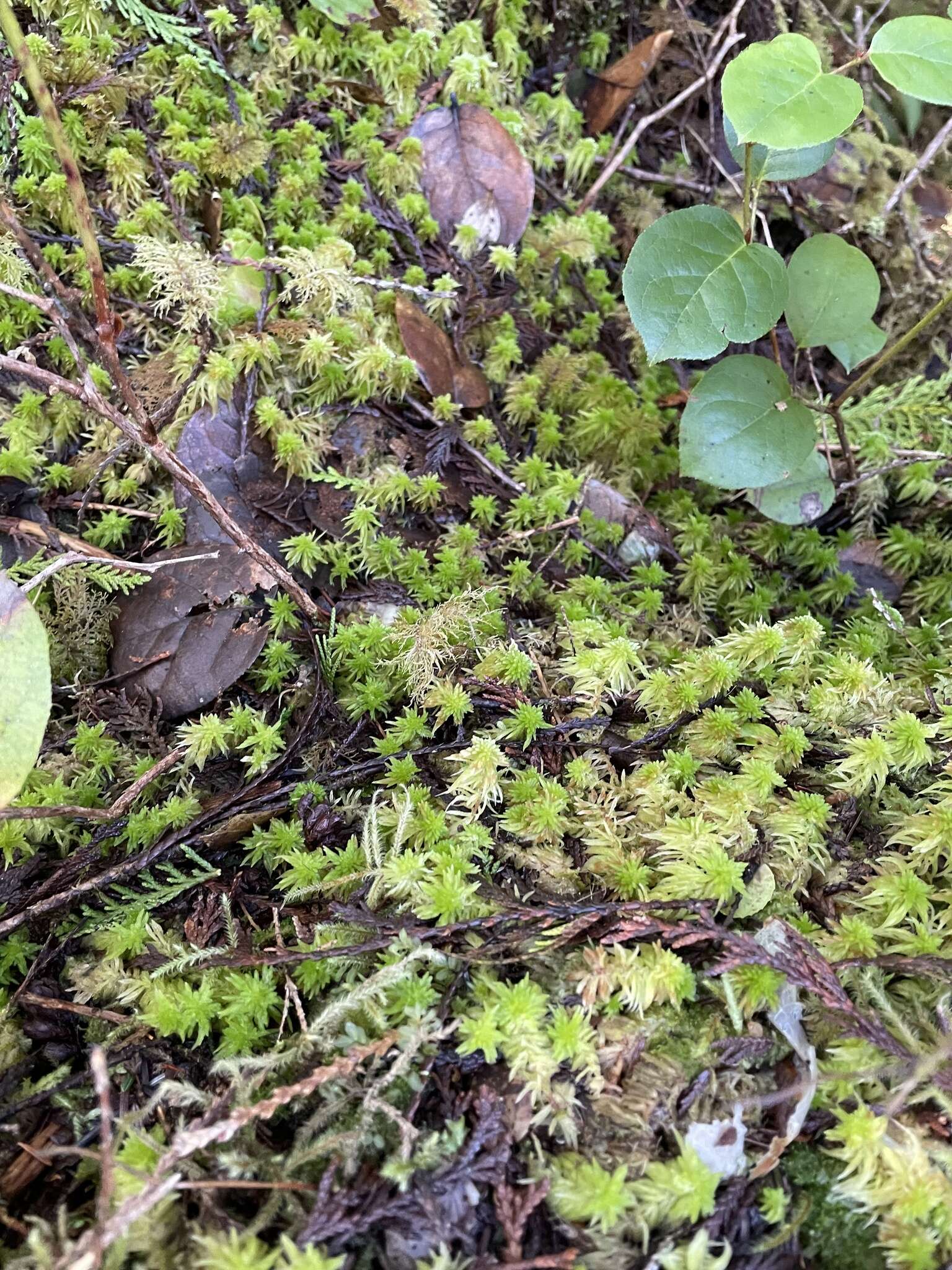 Imagem de Sphagnum rubiginosum Flatberg 1993