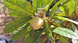 Imagem de Hugonia orientalis Engl.