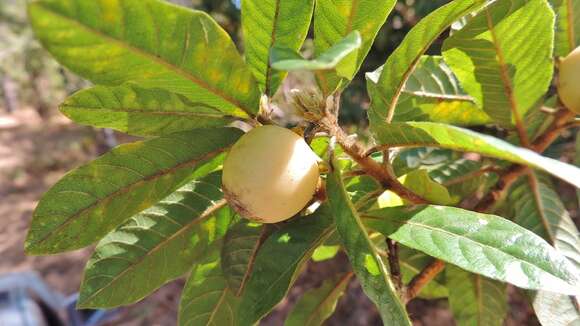 Слика од Hugonia orientalis Engl.
