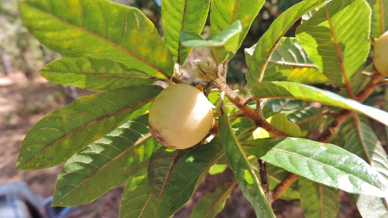 Imagem de Hugonia orientalis Engl.