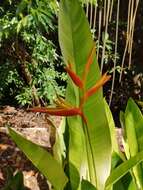 Plancia ëd Heliconia latispatha Benth.