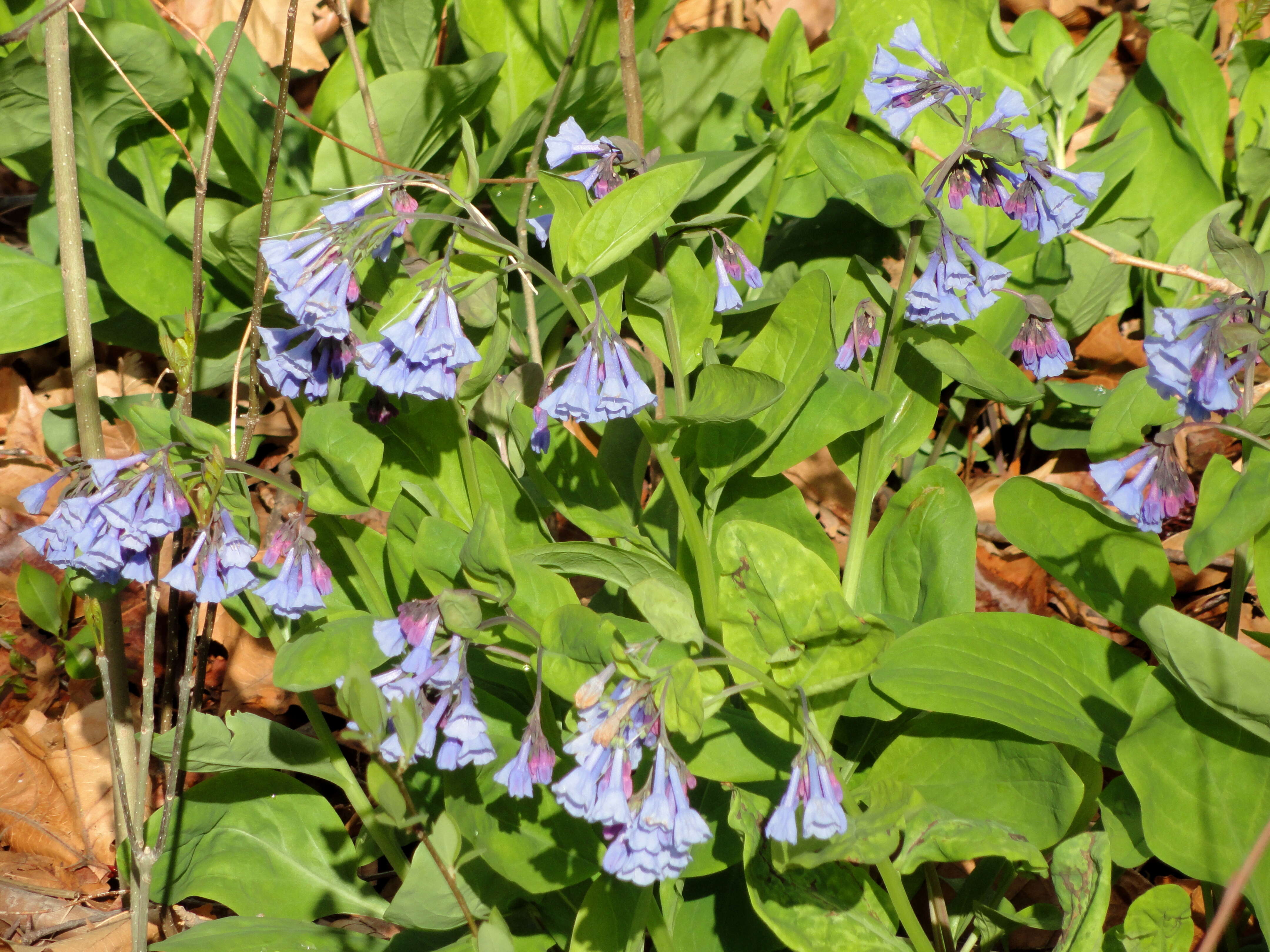 Image of Virginia Bluebell