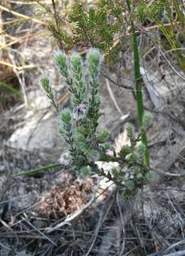 Imagem de Erica capitata L.