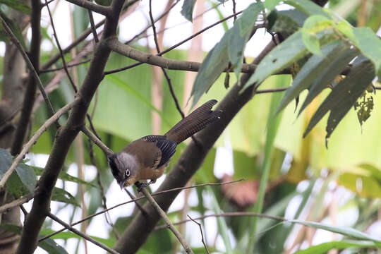 Image of Black-crowned barwing