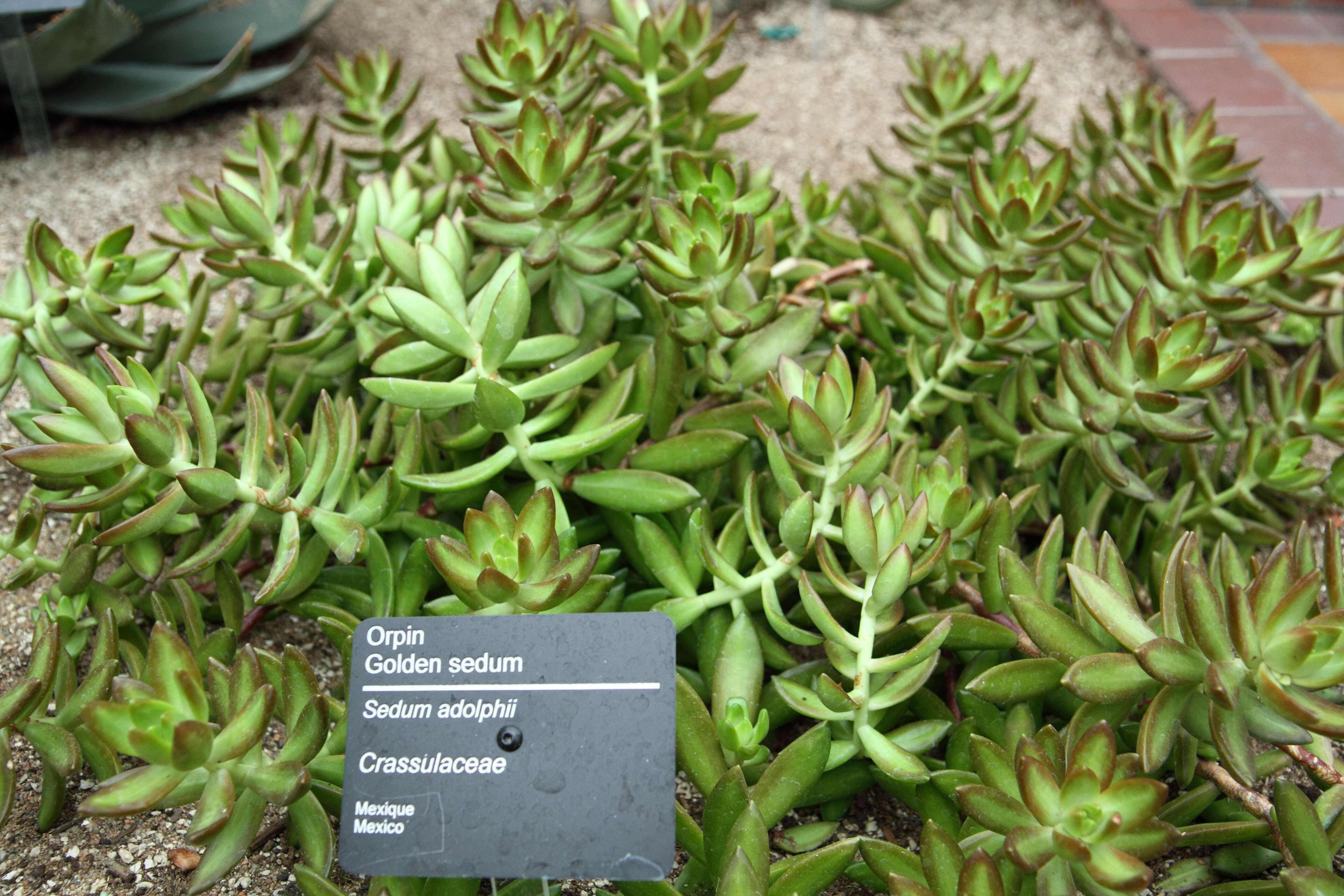 Image de Sedum nussbaumerianum Bitter