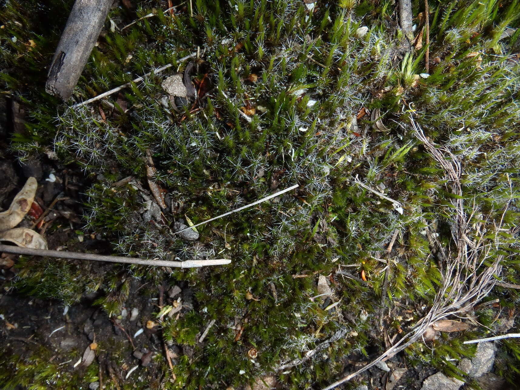 Image of campylopus moss