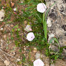 Image of Convolvulus cantabrica L.