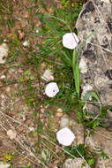 Convolvulus cantabrica L.的圖片