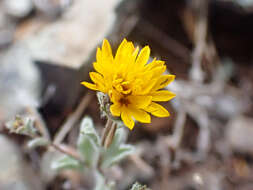 Plancia ëd Lessingia tenuis (A. Gray) Coville