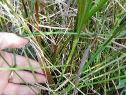 Image of Lax-Leaf Yellow-Eyed-Grass