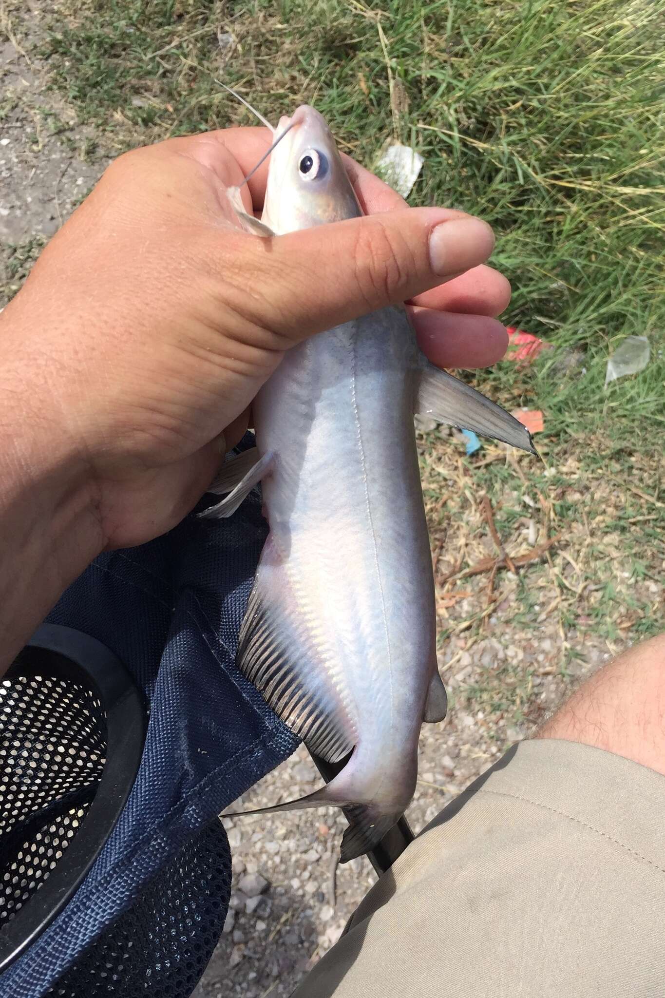 Image of Blue catfish