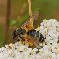 Image of Andrena flavipes Panzer 1799