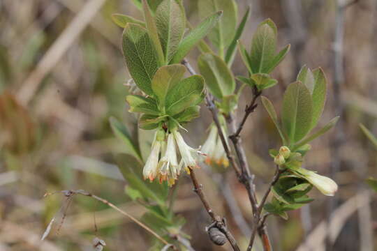 Imagem de Lonicera villosa (Michx.) Roem. & Schult.