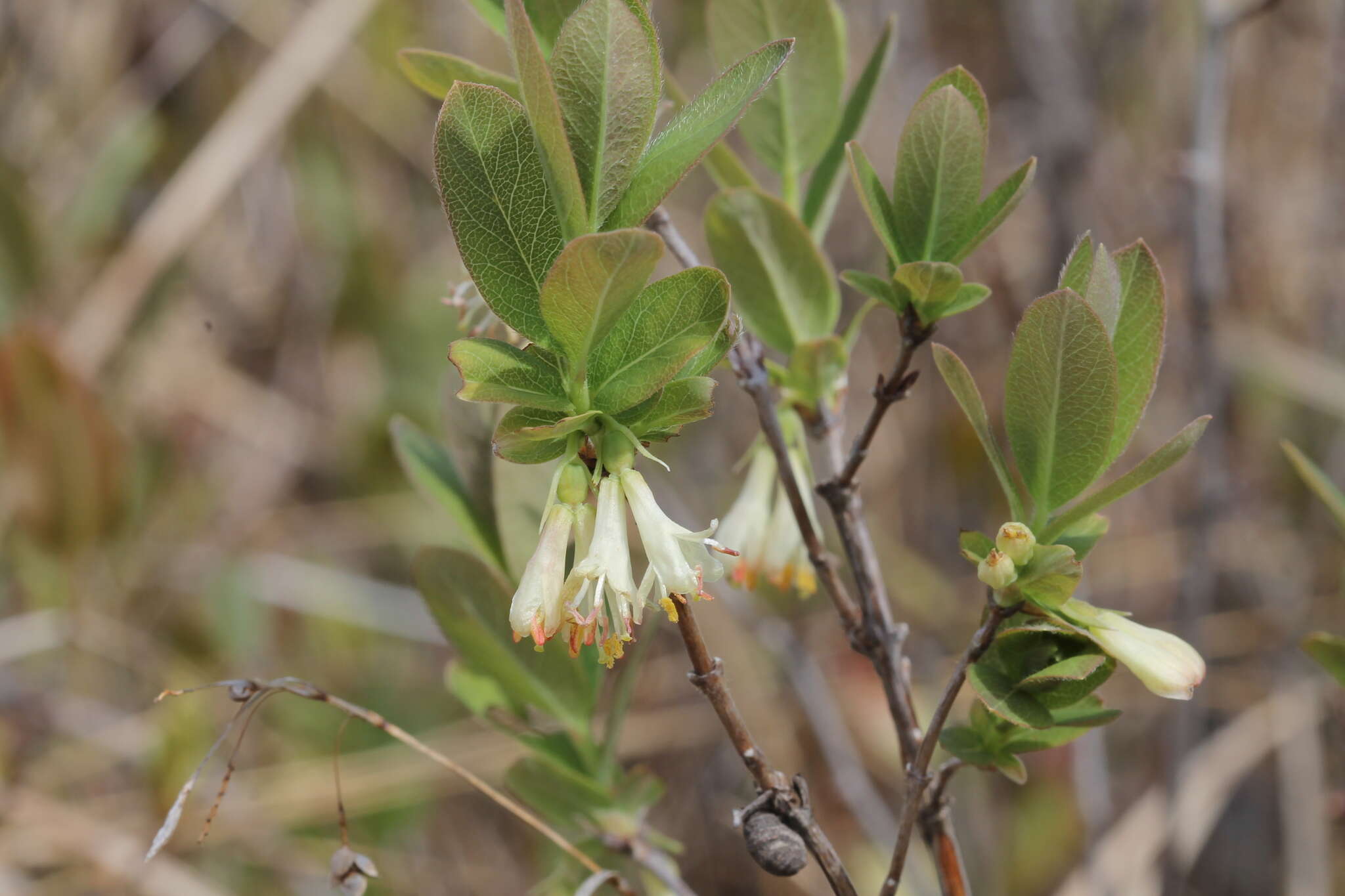 صورة Lonicera villosa (Michx.) Roem. & Schult.