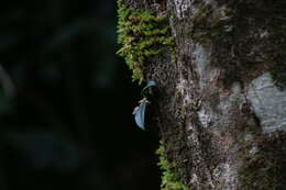 Image de Bulbophyllum schillerianum Rchb. fil.