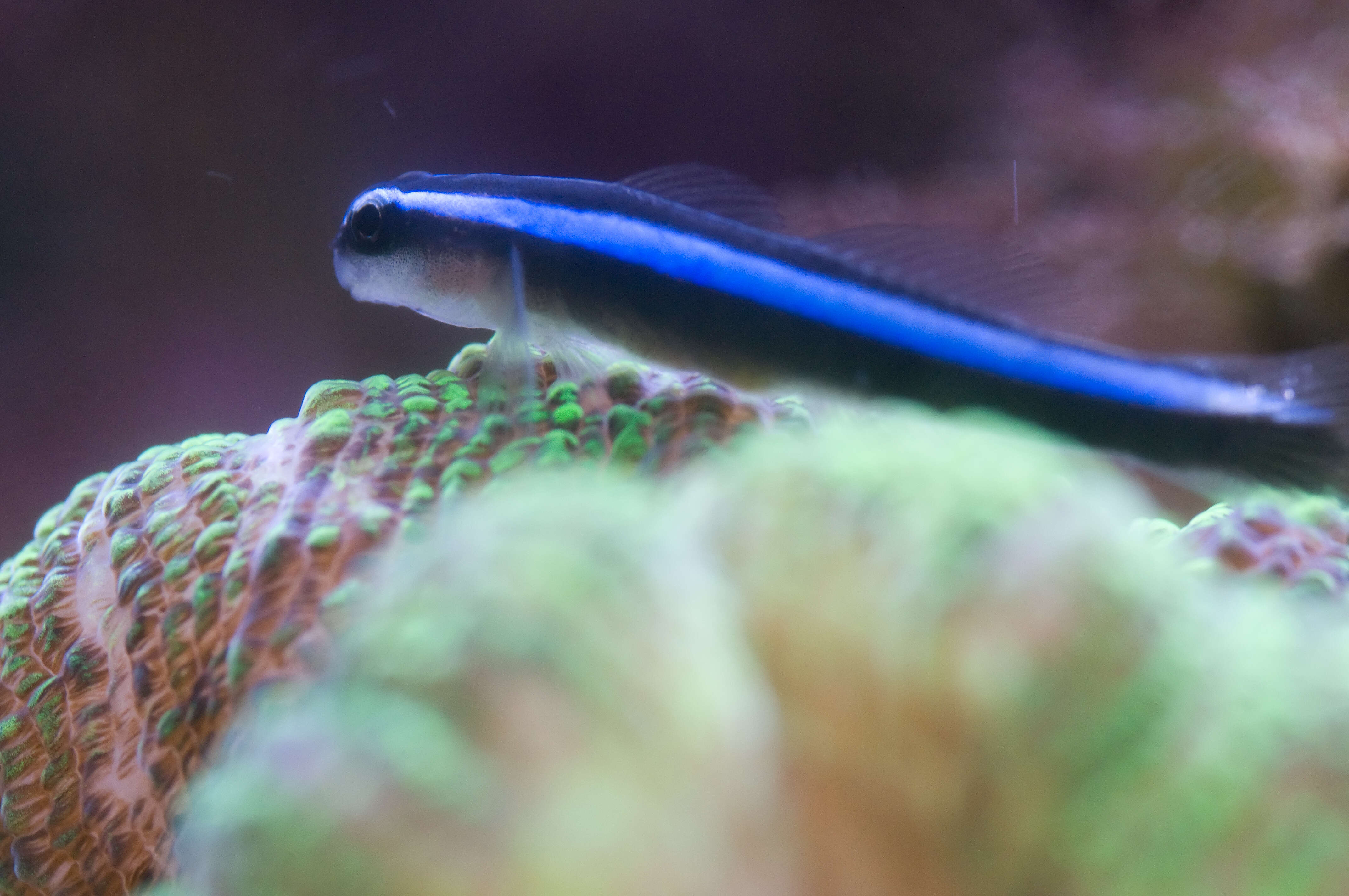 Image of Northern Neon Goby