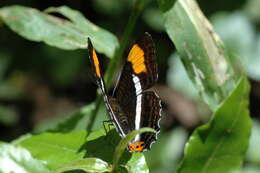 Image of Adelpha donysa