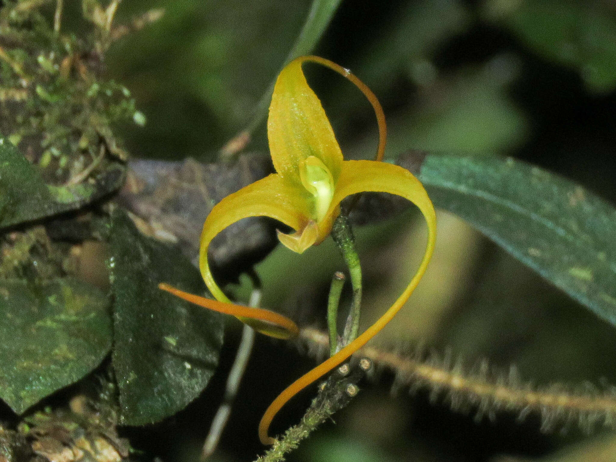 Imagem de Porroglossum muscosum (Rchb. fil.) Schltr.