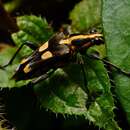 Image of Anthribola quinquemaculata (Waterhouse 1875)