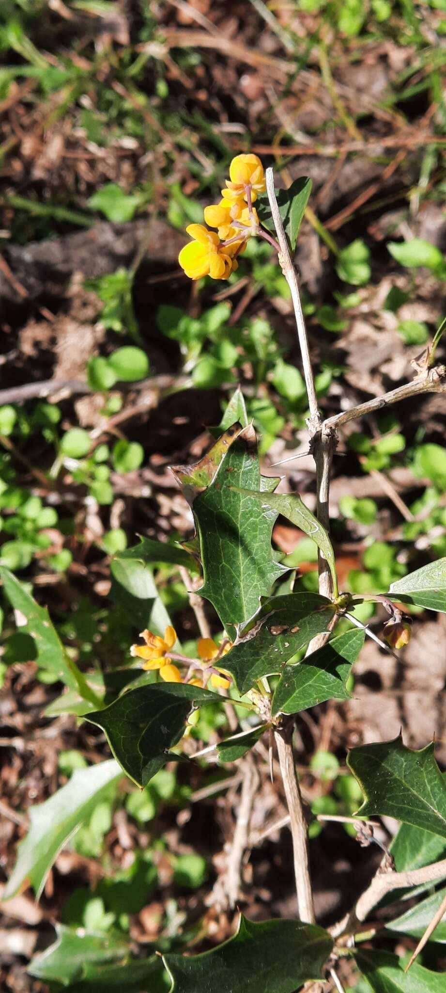 Plancia ëd Berberis ruscifolia Lam.