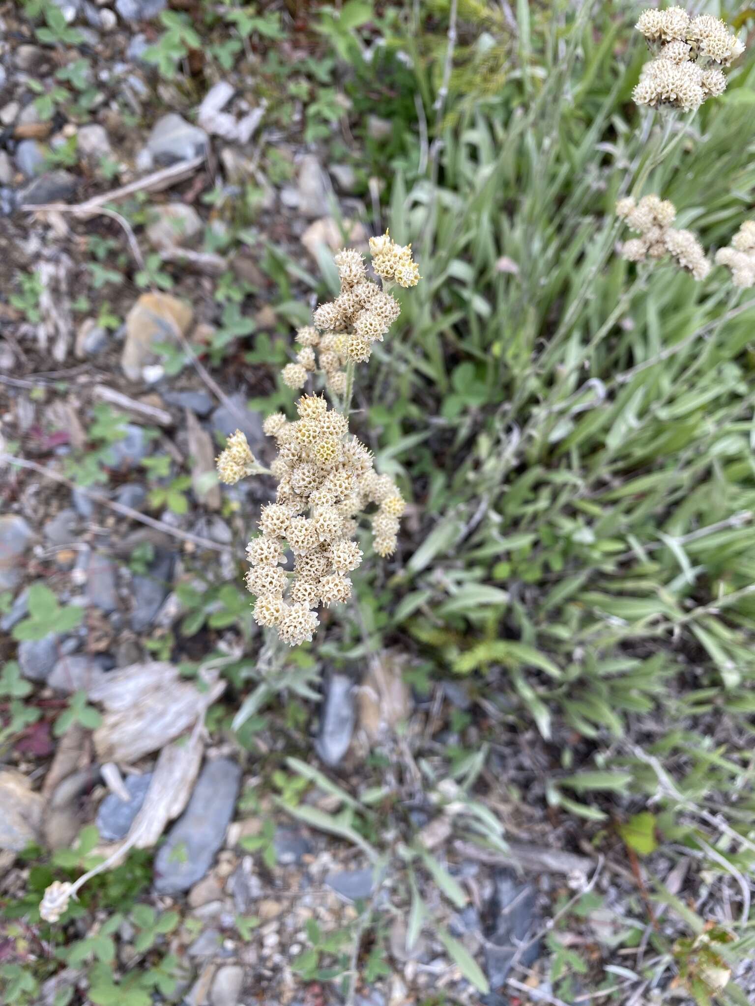 Plancia ëd Antennaria pulcherrima (Hook.) Greene