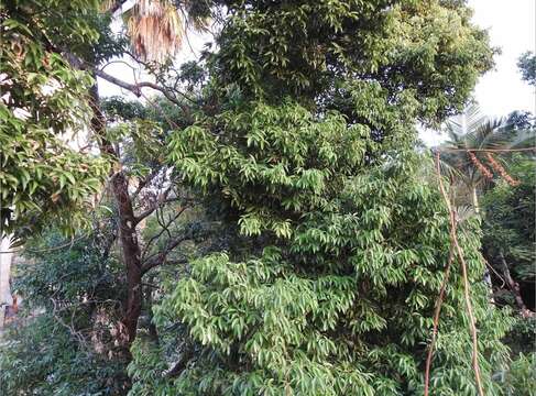 Cinnamomum burmannii (Nees & T. Nees) Bl.的图像