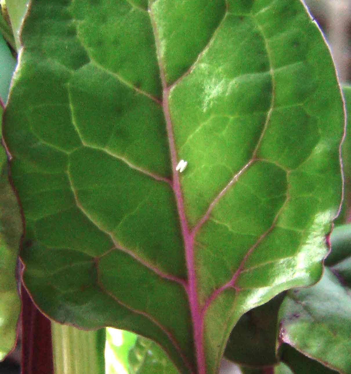 Image of Beta vulgaris subsp. vulgaris Cicla