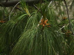 Image of Bhutan Pine