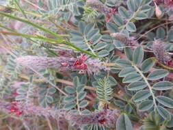 Imagem de Indigofera daleoides var. daleoides