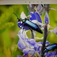 Imagem de Lytta (Poreopasta) cyanipennis (Le Conte 1851)