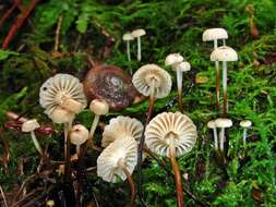 Image of Marasmius rotula (Scop.) Fr. 1838